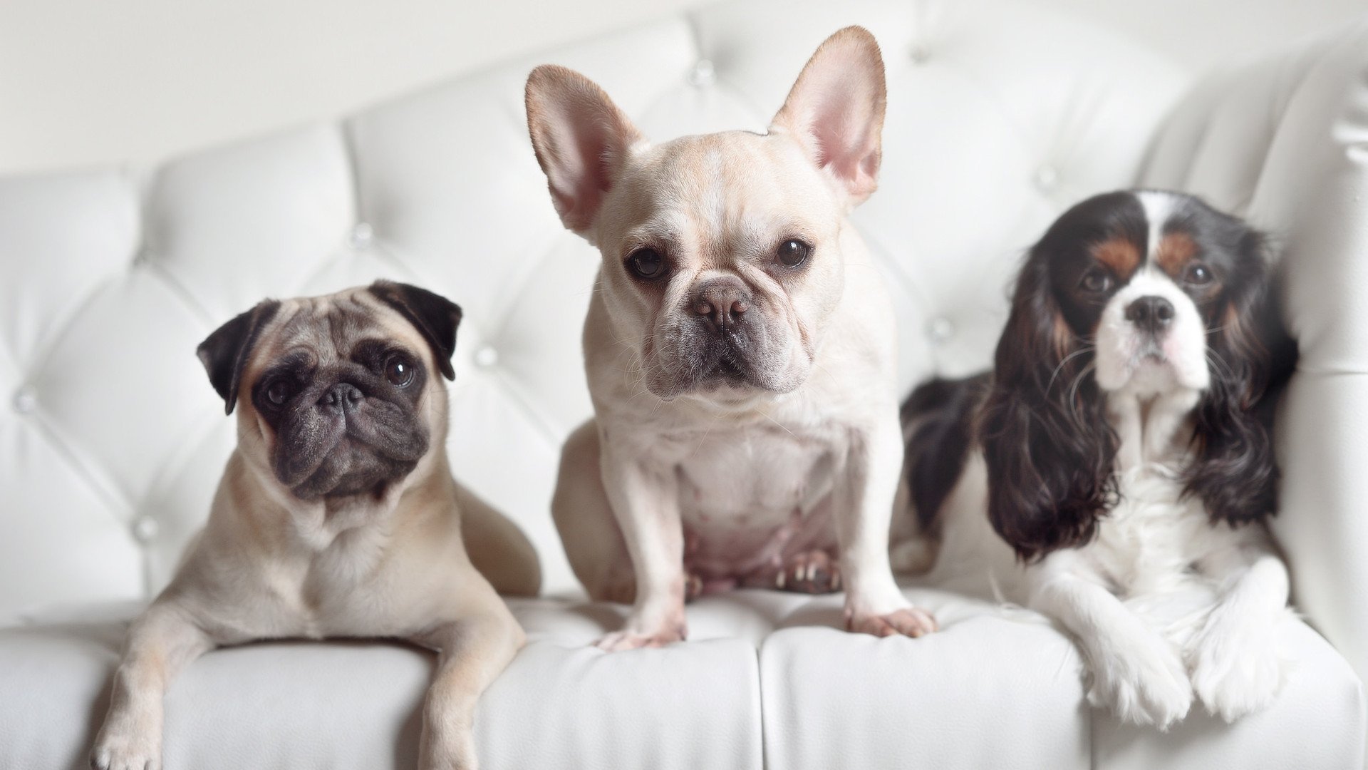 球迷互动:比赛App的新功能带来新体验,球迷交流app