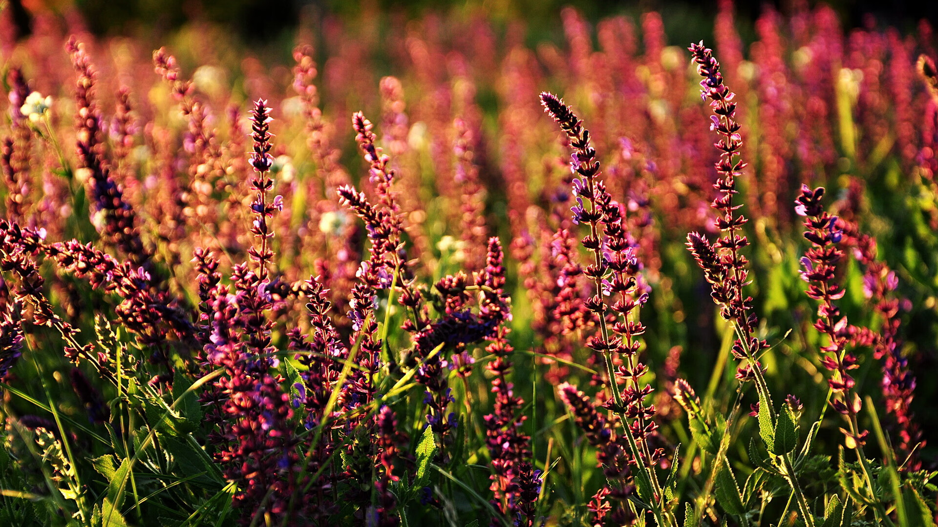 乐鱼体育APP官方下载-“天府校区体育馆：台球赛场成为2025年世界运动会亮点”