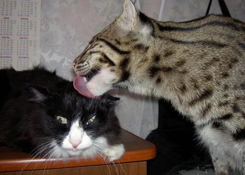 乐鱼体育App下载-中国体操男团制定新周期技术发展方向，中国体操男团历届阵容