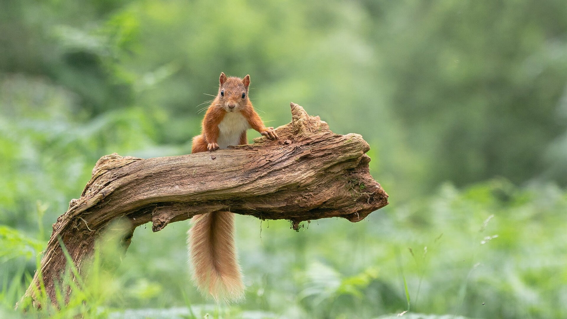 体育新闻中心推动基层体育内容数字化建设,体育局新闻