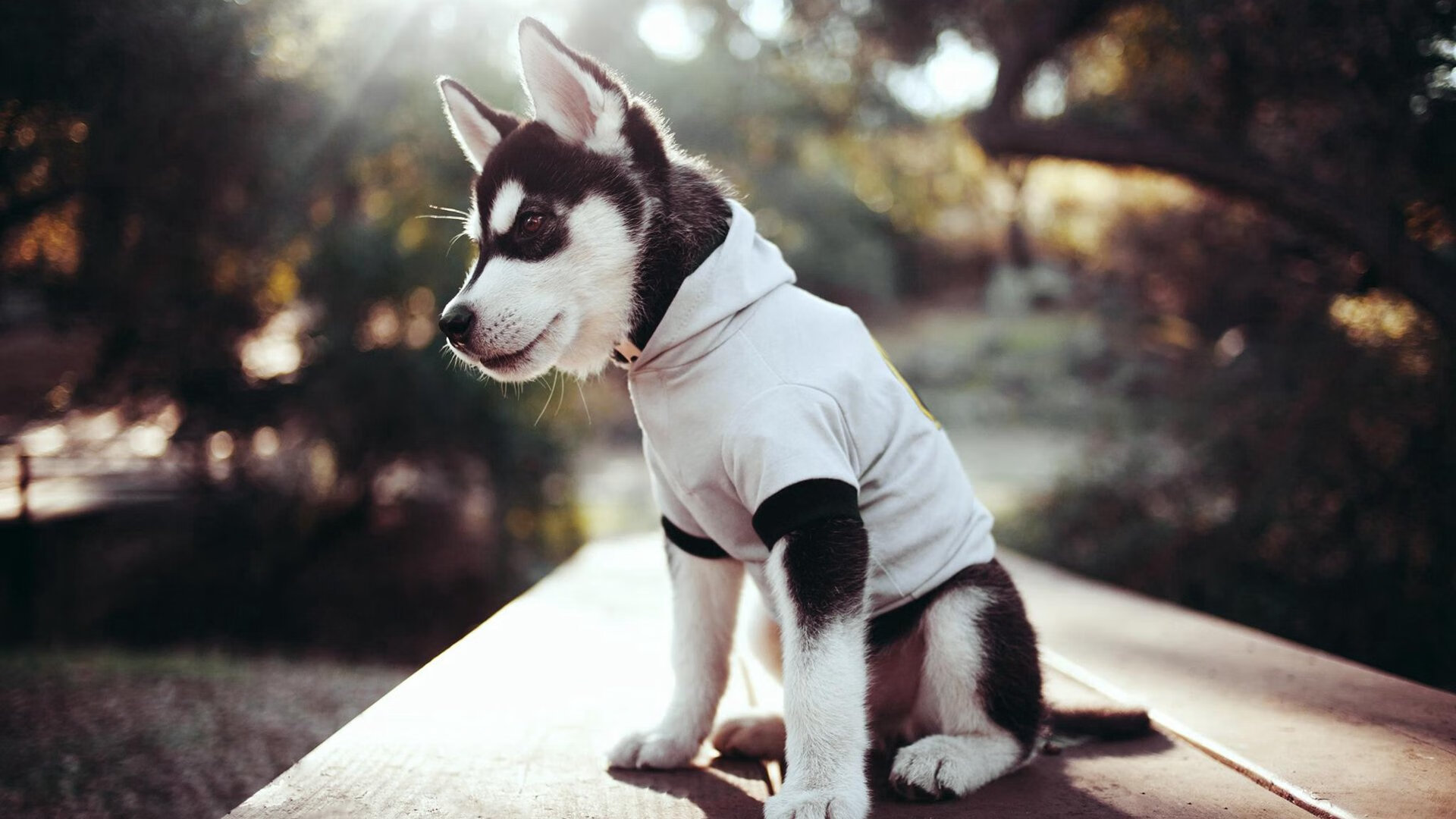 未来的中国香港队：如何通过创新战术迎接全球乒乓挑战，乒乓球香港队现役