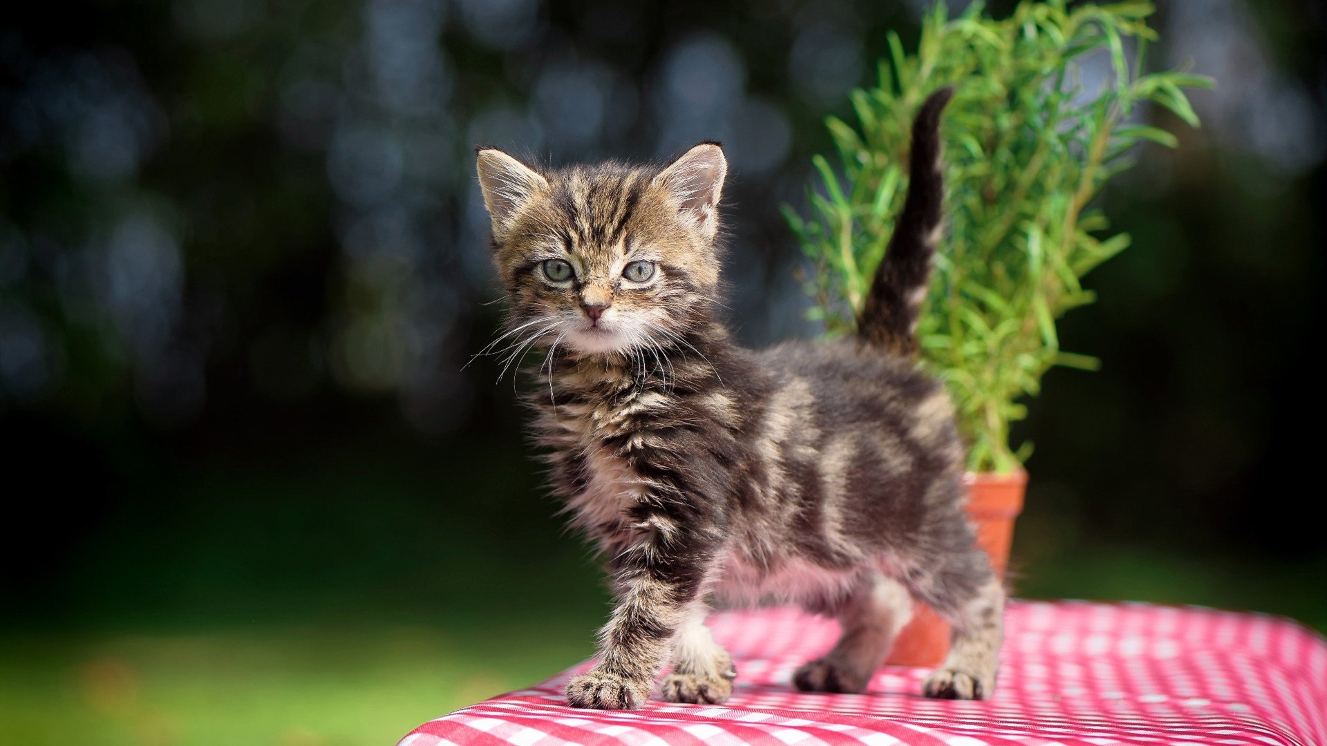 球迷协会组织活跃提升观赛体验与凝聚力，球迷协会简介