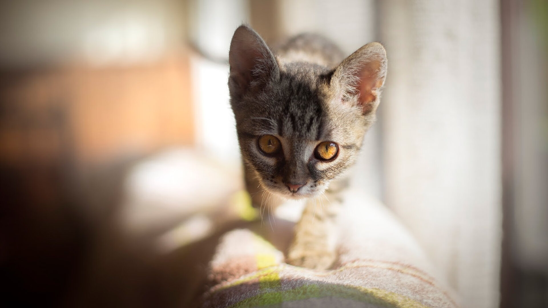 马拉松再掀热潮比赛延期引发讨论，马拉松赛事延期