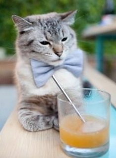 “彼得森的关键进球，助南非羚羊队战胜劲敌”