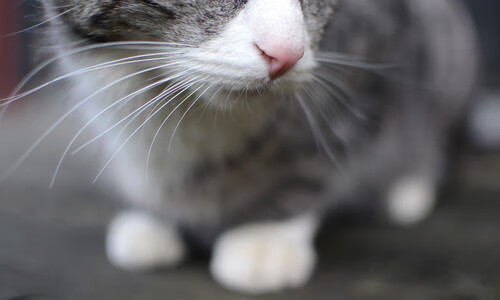 乐鱼app-世界杯燃烧战场：拼搏到底，荣耀加冕！，世界杯燃情之夜