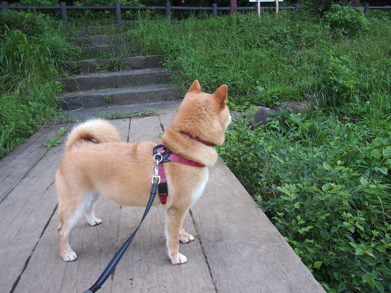 世界杯超级对决：精彩不断，激情无限！，超级世界杯3d