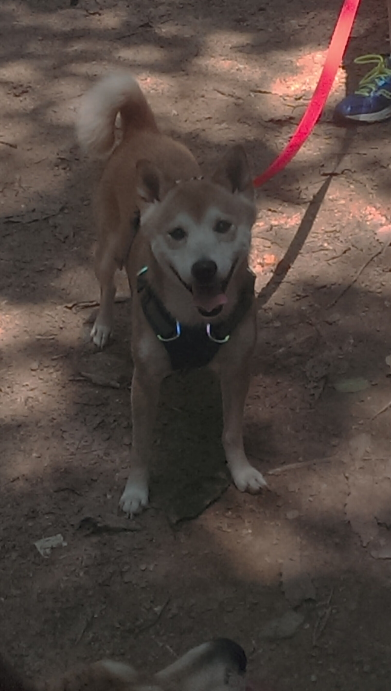 基:全黑队的“防守专家”,关键时刻总能做出精准判断