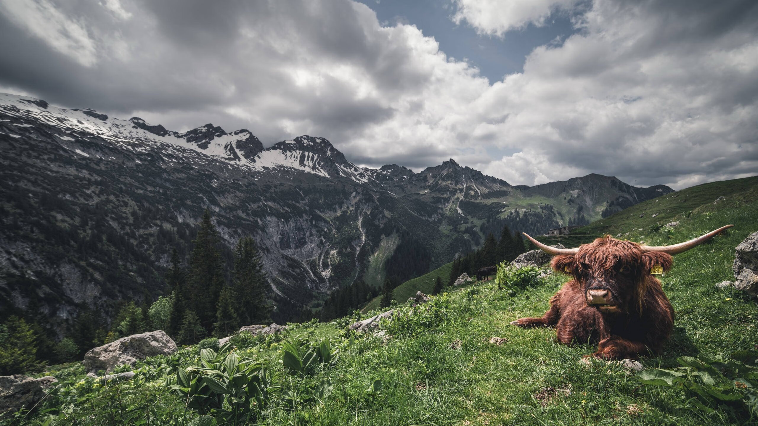 日本国家队信心大增,迎战世预赛关键战