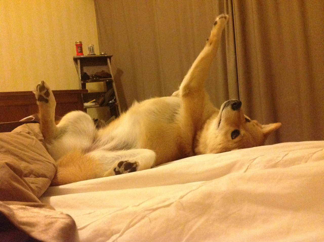 湖人组织新赛季誓师大会全员参与氛围热烈,湖人新人