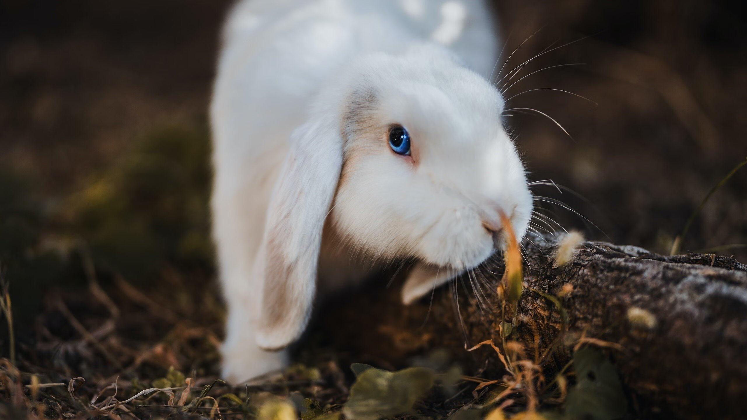 三天连打18场,欧冠热度全面爆发!,欧冠打几场